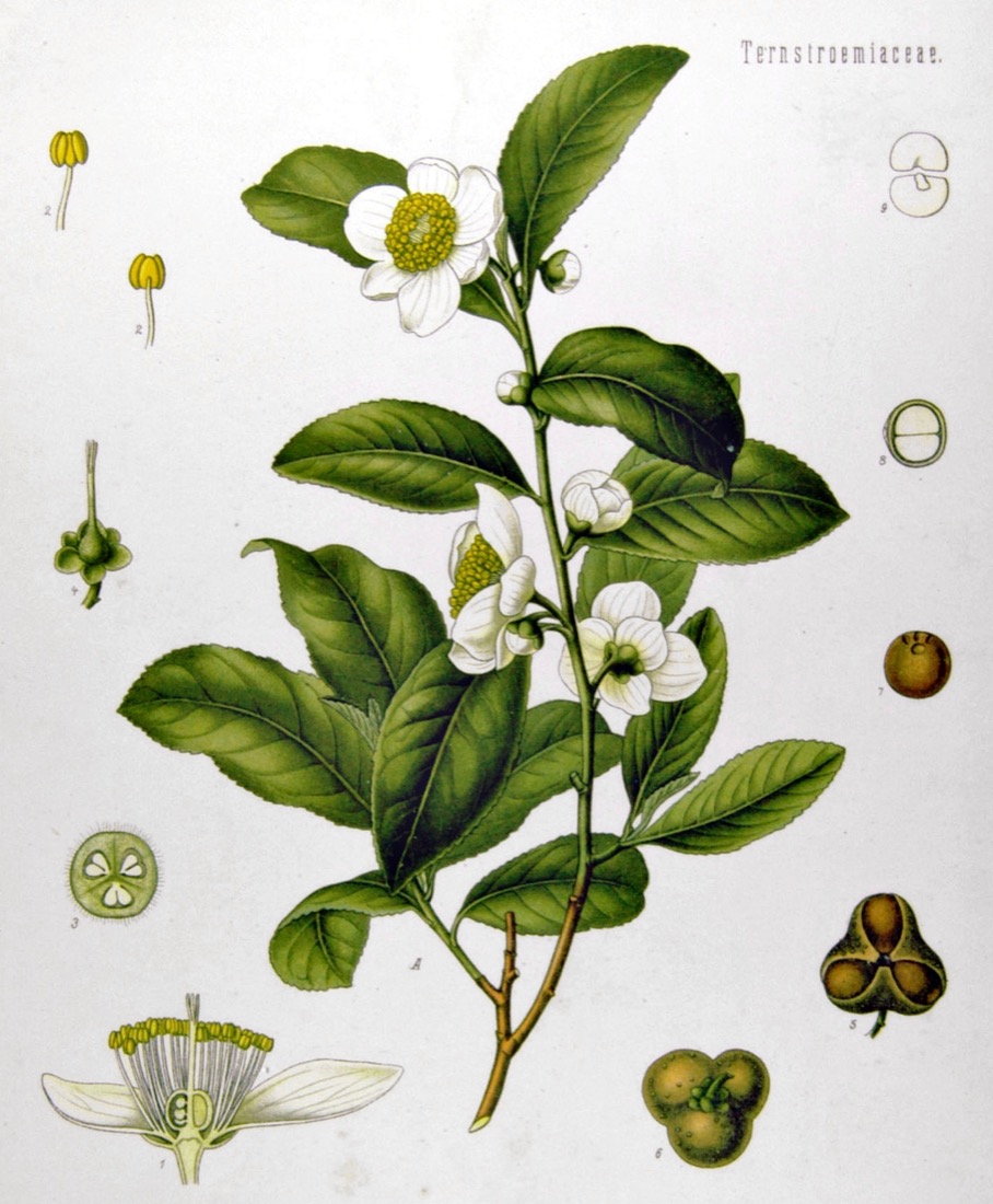 Public domain botanical illustration of Camellia sinensis