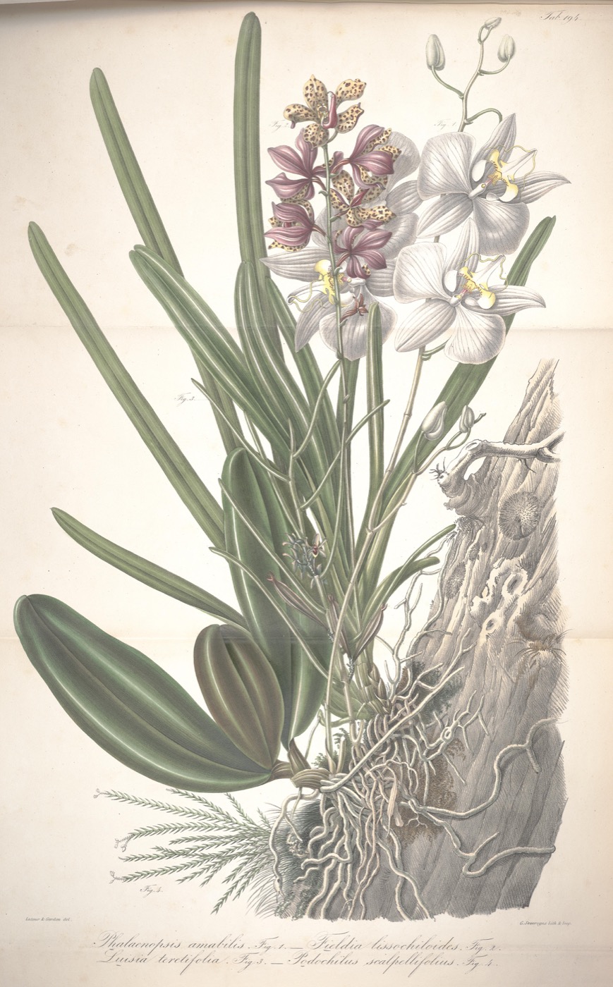 Public domain botanical illustration of Phalaenopsis amabilis